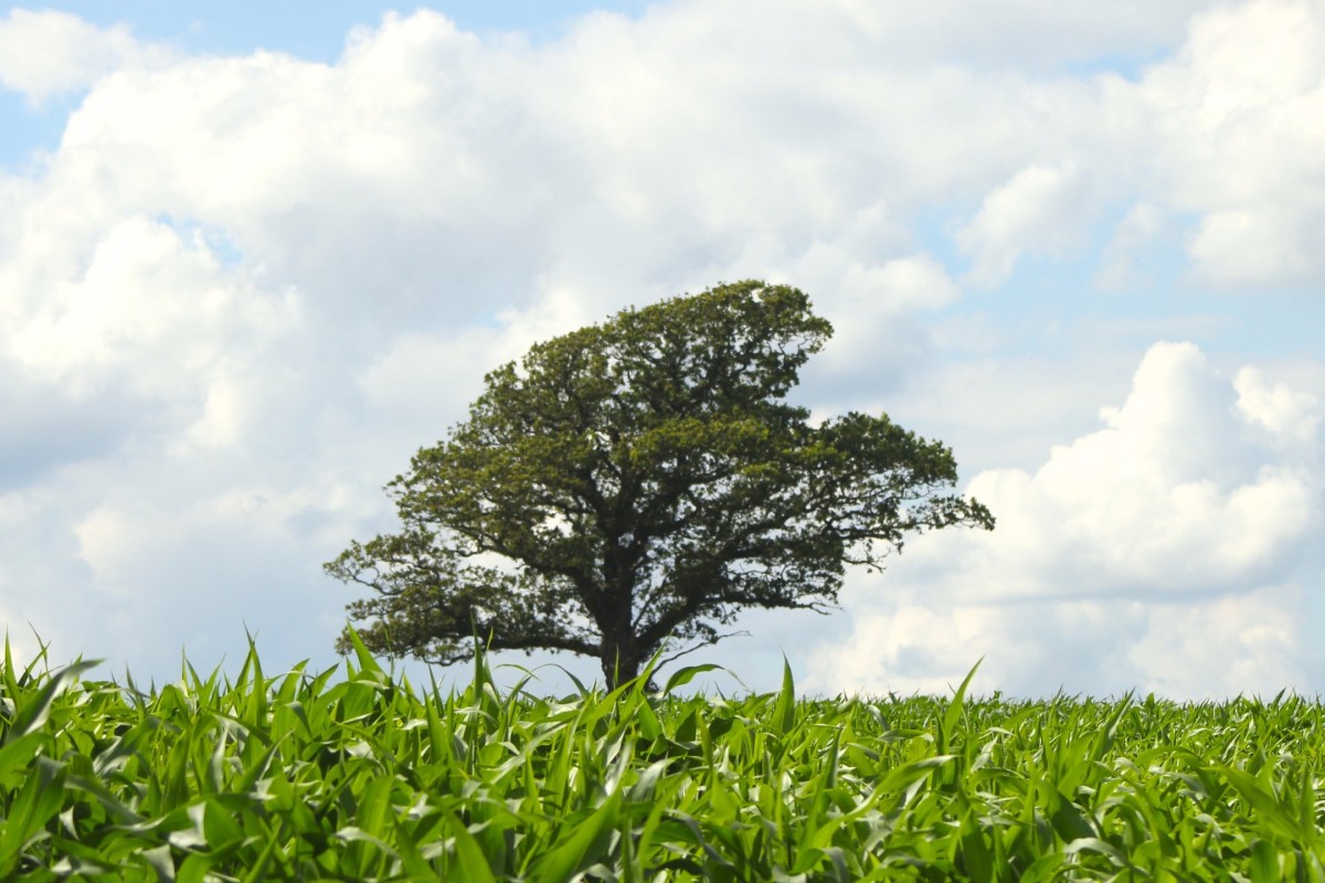 Somerset Oak Tree Acorn Homeopathy Blackdown Hills